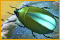 Hidden Expedition: Amazon ™