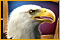 Der Schatz des Adlers
