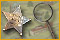 Mystery Case Files: Detective Training