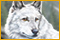 Nancy Drew: The White Wolf of Icicle Creek Strategy Guide